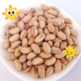 Kosher Halal Certificado Revestido Torrado Específico Amarelo Edamame Snacks de Feijão de Soja ISO aprovado