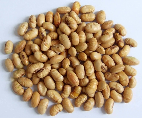 Kosher Halal Certificado Revestido Torrado Específico Amarelo Edamame Snacks de Feijão de Soja ISO aprovado
